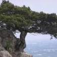 renise