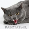 pazolo76